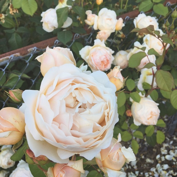 Meet your Posher, Riss - Picture 1 of 1